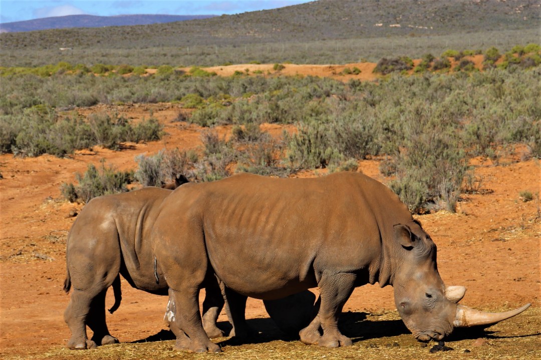 Cape Town, the Winelands, Karoo Private Game Reserve