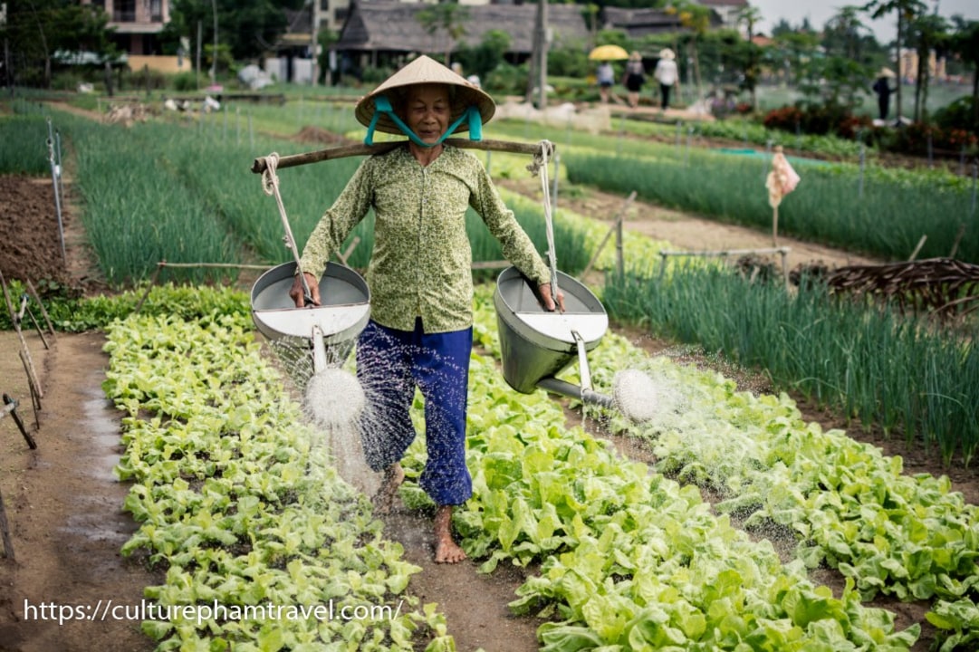 Trà Quế vegetable village, Hội An central market, local farmer's house