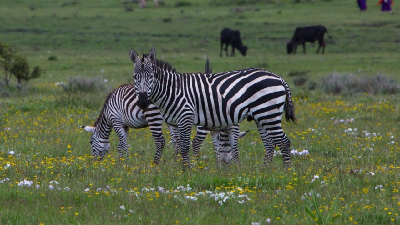Lake Momella shores, Lake Natron salt and soda waters, Oldoinyo Lengai, Serengeti National Park grasslands