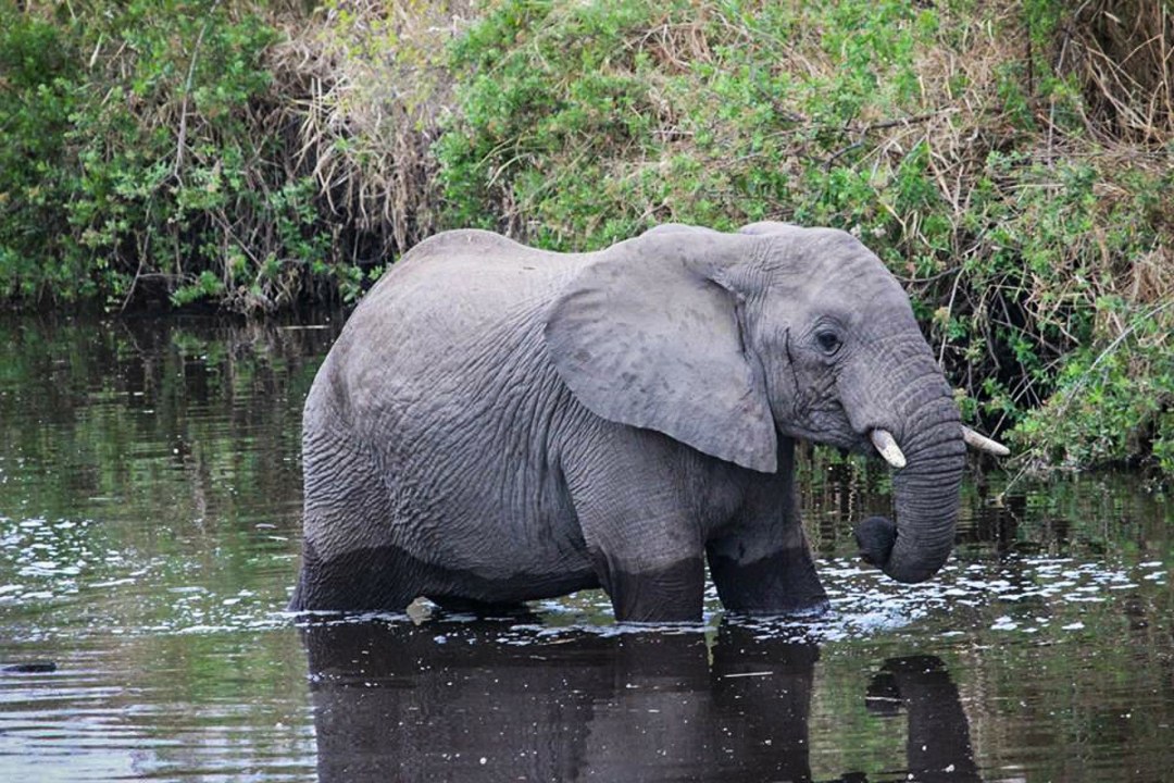 Tarangire National Park baobab savanna, Serengeti National Park endless plains, Ngorongoro Crater crater floor, Lake Manyara Park flamingo lake