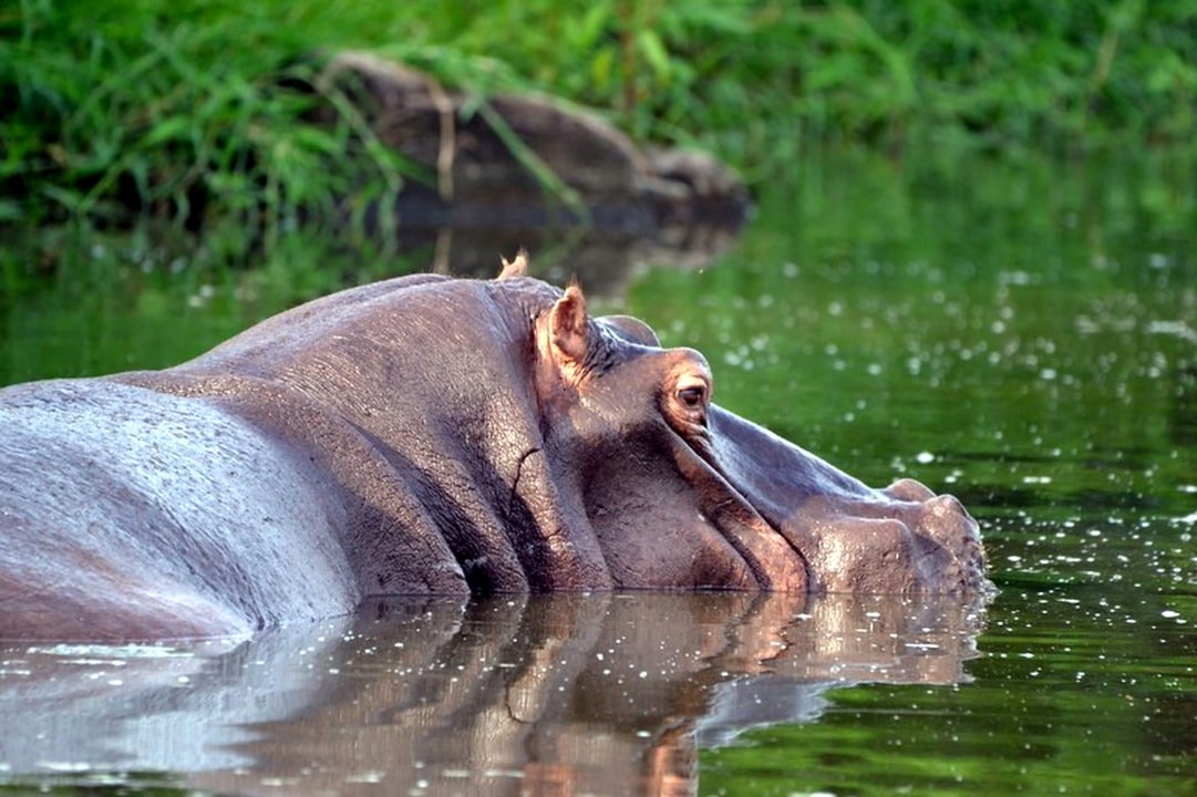 Murchison Falls National Park, Para boat launch, Ziwa Rhino Sanctuary