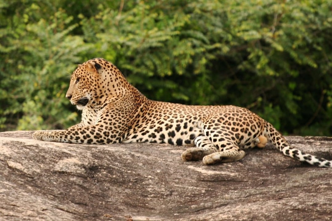 Sigiriya Rock Fortress, Nine Arch Bridge, Yala National Park, Sinharaja Forest Reserve