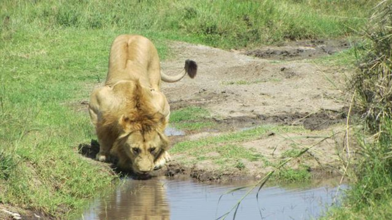 Masai Mara savannah, Great Rift Valley viewpoint, Narok plains, Enchoro Wildlife Camp