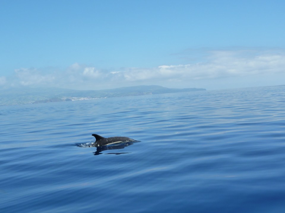 Ponta Delgada harbor, the waters of the Azores, North Atlantic expanse