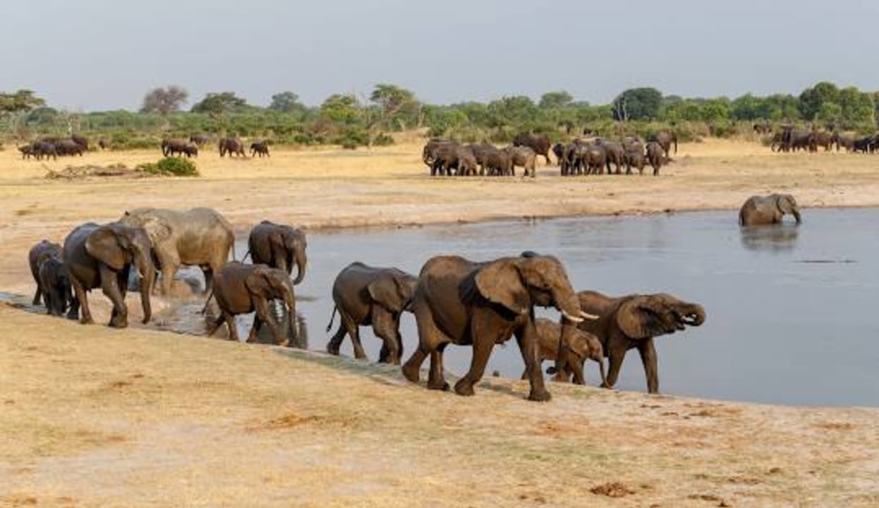 Hwange National Park, the Big Five, scenic drive to Victoria Falls