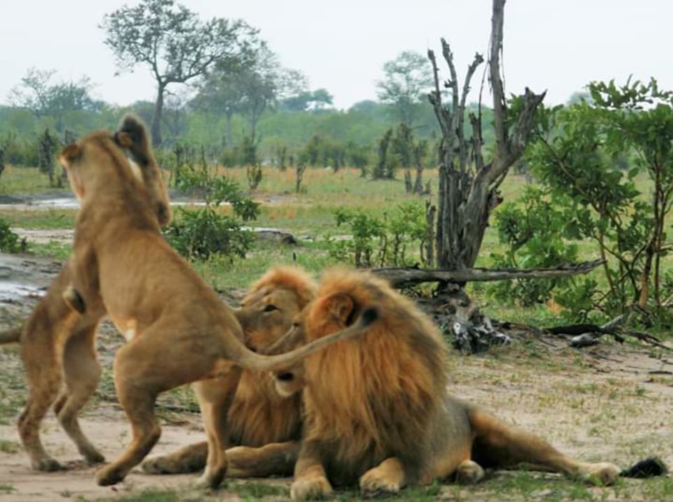 Chobe River, Chobe National Park, Kazungula Border, Chobe Safari Lodge