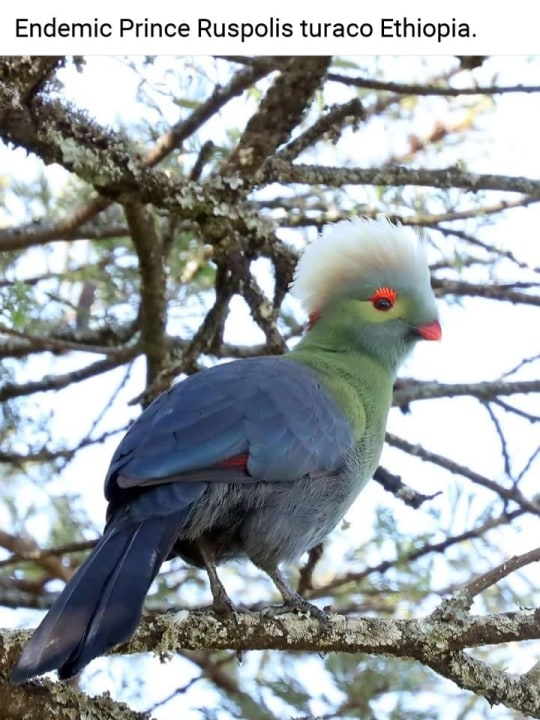 Bale Mountains National Park, Sanetti Plateau, Lake Langano
