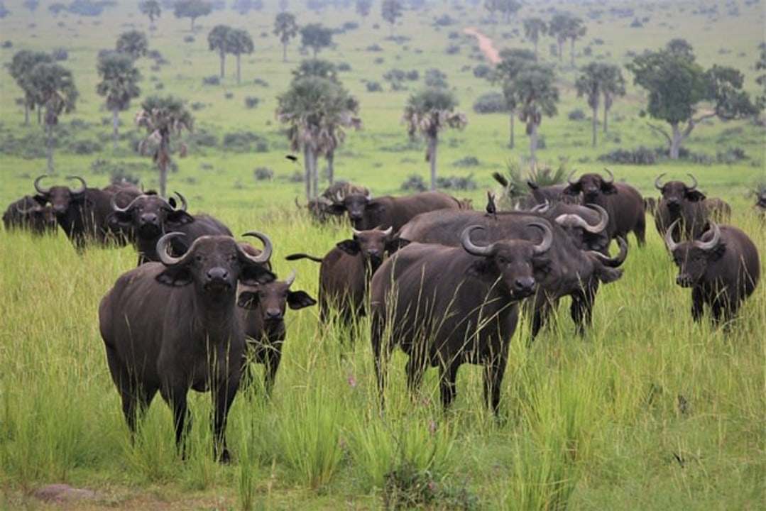 Queen Elizabeth National Park, boat safari on the Kazinga Channel, Lake Mburo National Park