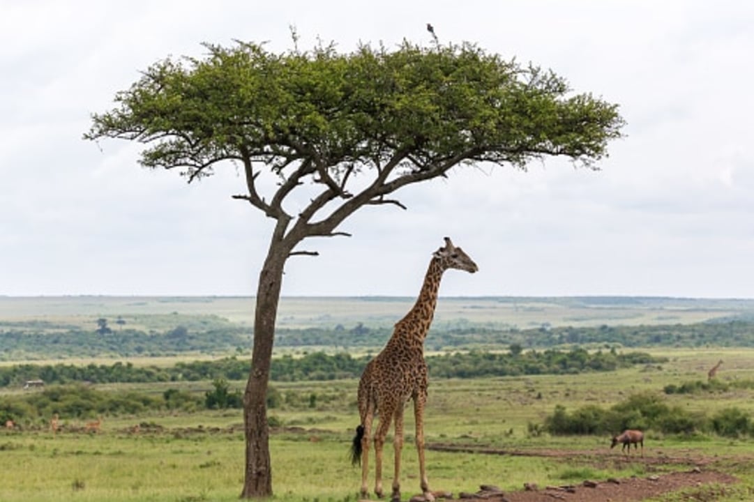 Rothschild giraffe encounters, Giraffe Centre, Lang'ata, Nairobi