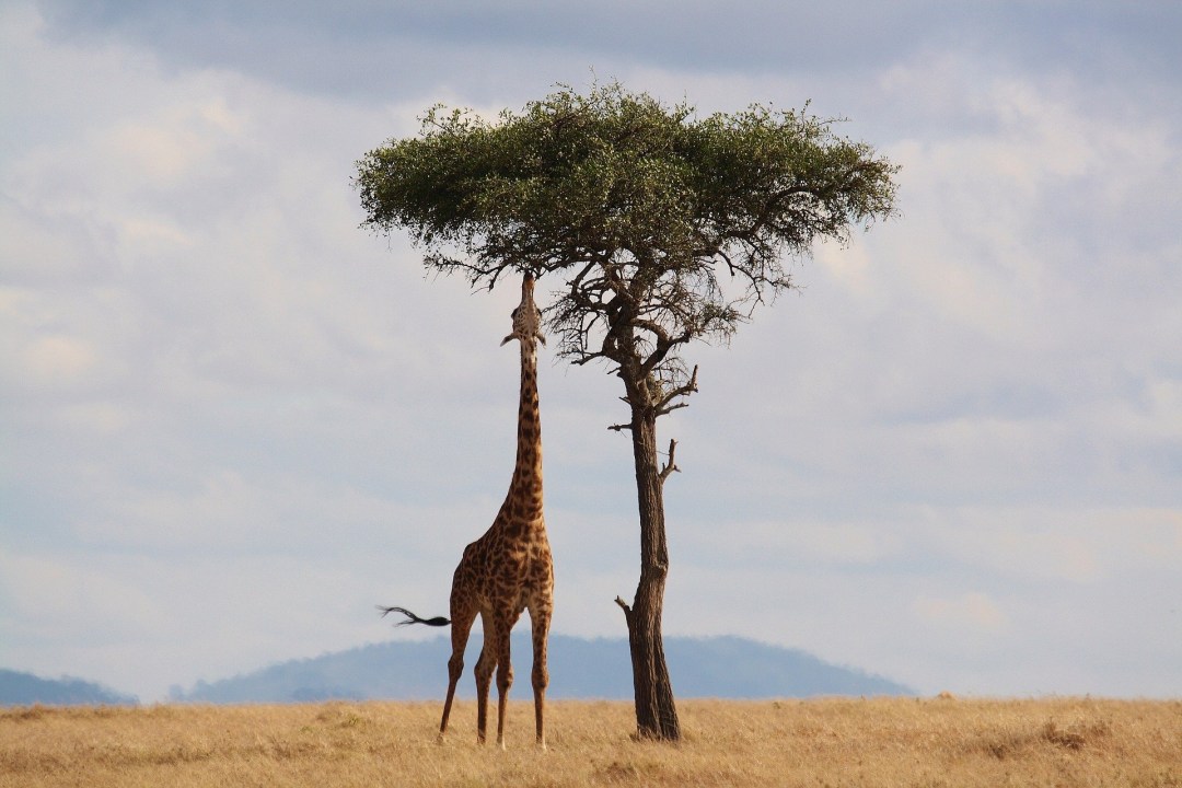 Amboseli National Park, the slopes of Mt Kilimanjaro, Great Rift Valley viewpoint, Masai Mara