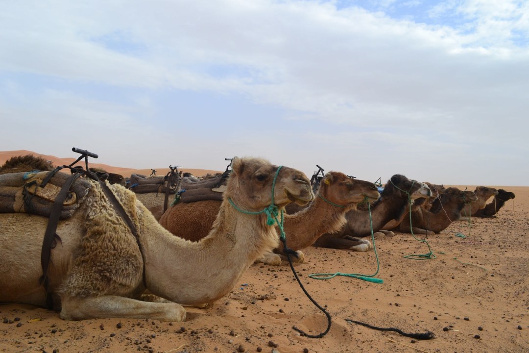 Tizi ‘n’ Tichka pass, Ait Ben Haddou Kasbah, Erg Chebbi dunes