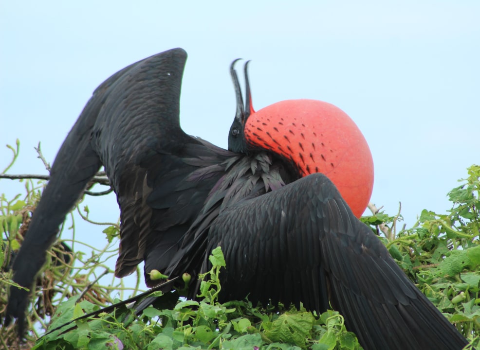 Isla de la Plata bird colonies, Palo Santo Reef snorkel waters, Drake Bay turtle habitat