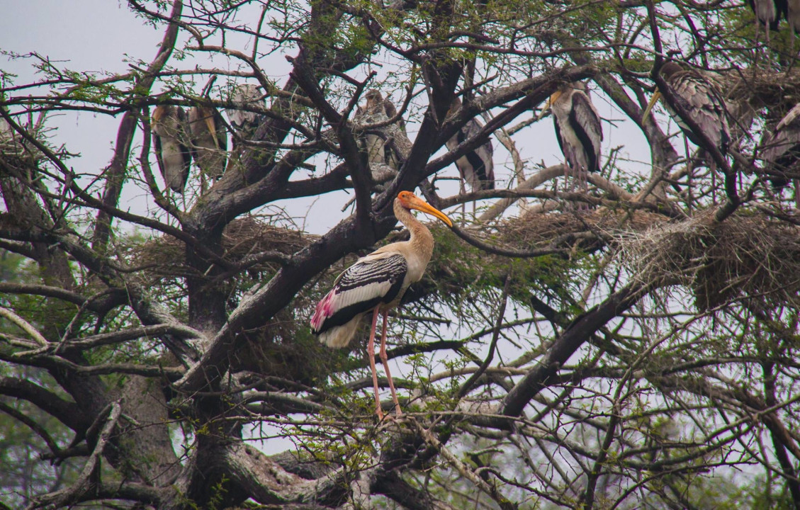 Keoladeo National Park wetlands, Bharatpur Bird Sanctuary by cycle rickshaw, Deeg Palace gardens and fountains