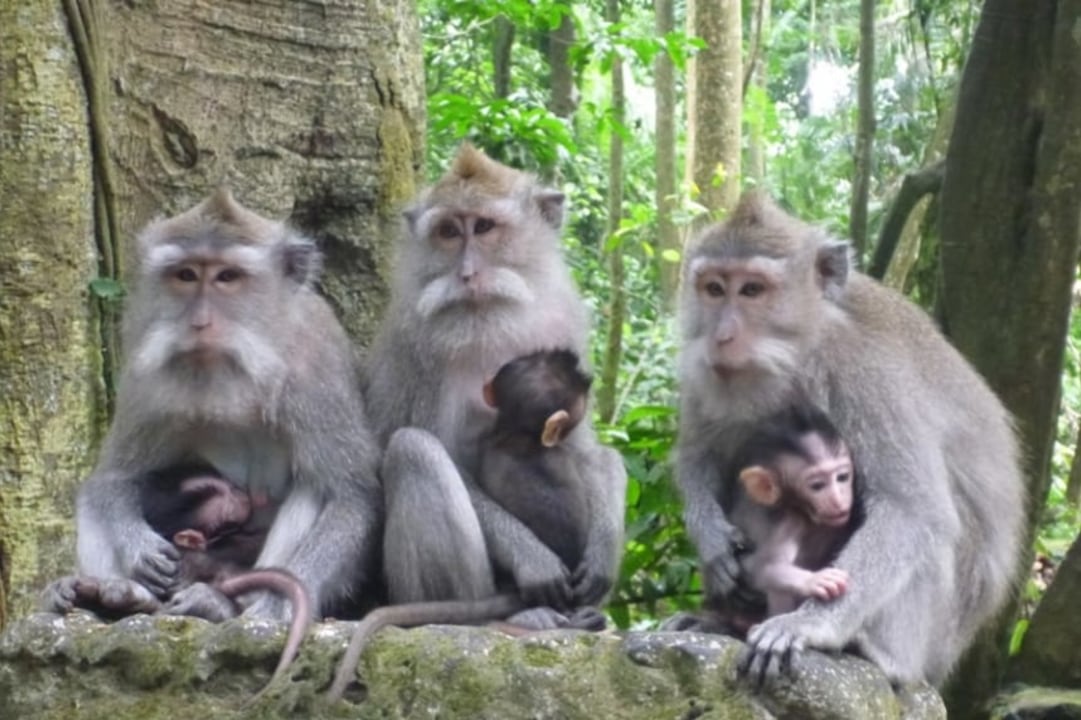 Ubud Monkey Forest, Tirta Empul, Tegalaalang Rice Terrace