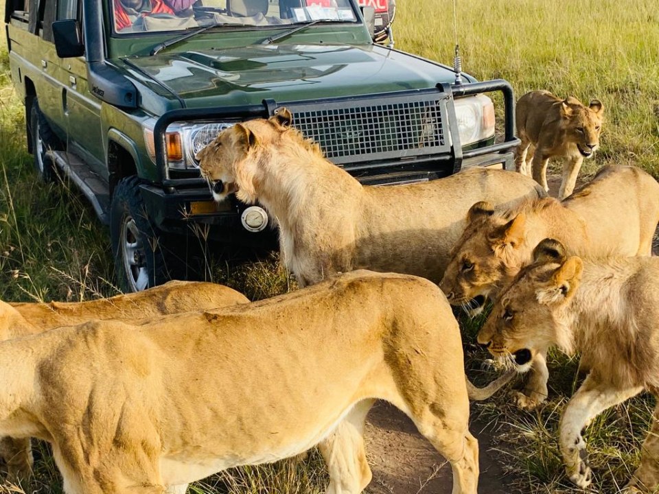 Masai Mara, Mara River crossings, Lake Nakuru flamingoes, Mount Kilimanjaro backdrop