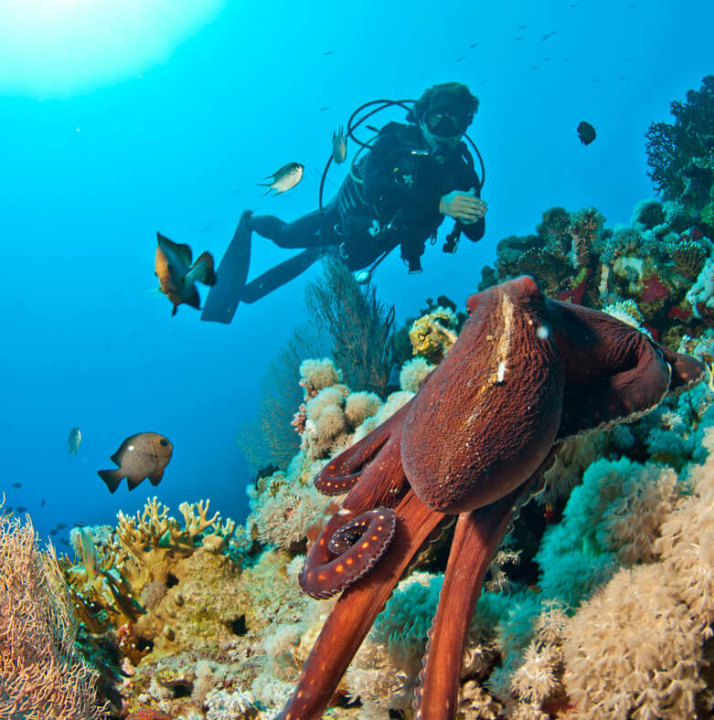 Satayh Dolphin Reef, the Red Sea, beautiful coral reef, Hamata Marina