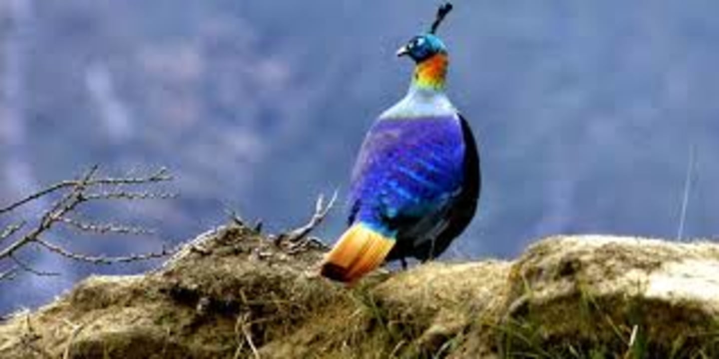 Koshi Tappu Wildlife Reserve wetlands, Chitwan National Park jungles, Phewa Lake shores, Naudanda ridge
