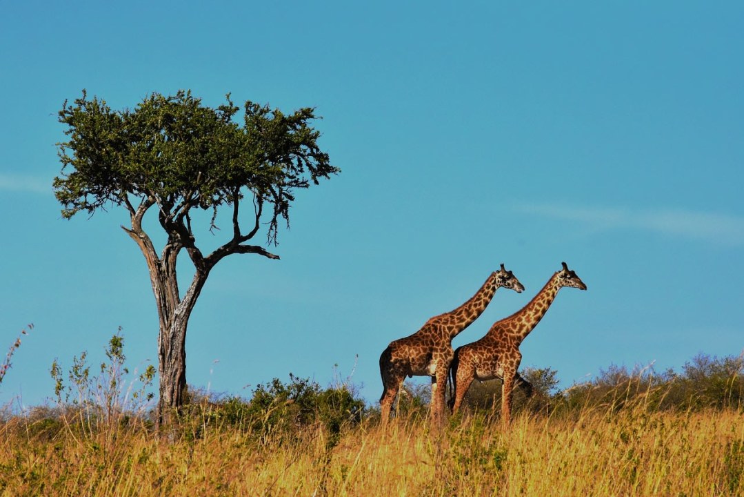 Great Rift Valley, Masai Mara savannah, Narok stopover