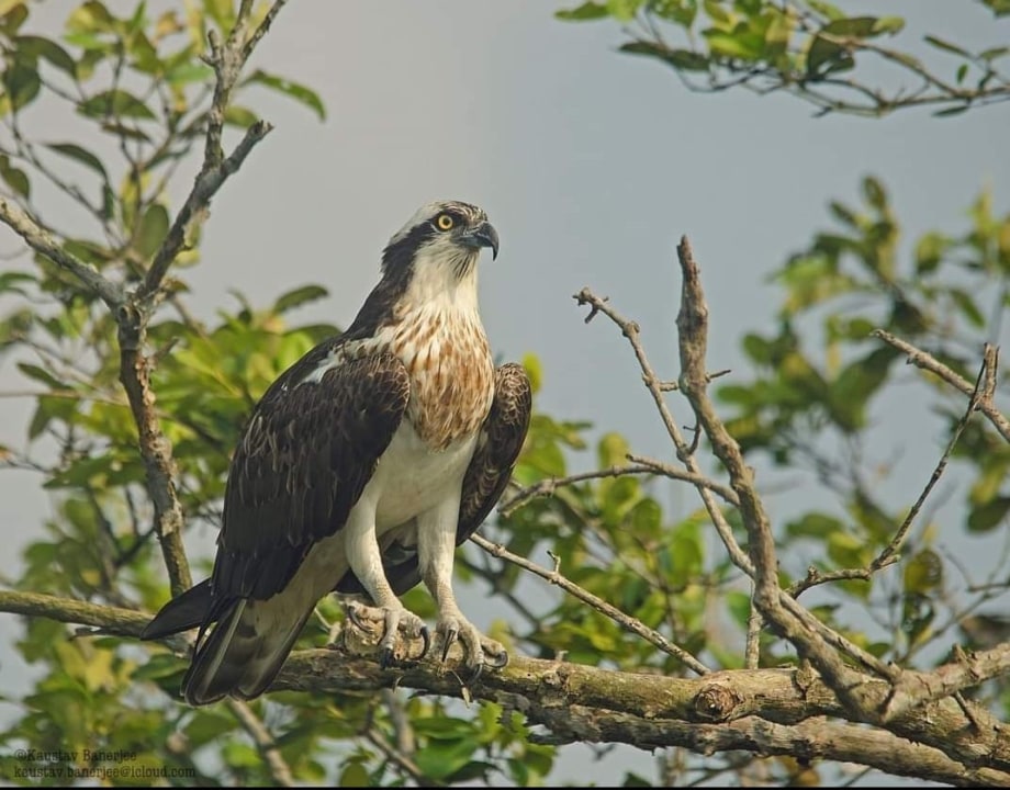 Beacon Bungalow, Hamilton Bungalow, Dobanki canopy walk, Panchmukhani (Five River Junction)