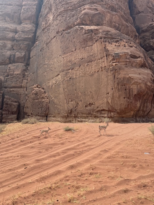 Tabuk Desert, Ship Rock, Mushroom Rock