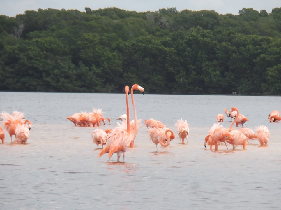 Chichén Itzá, Celestún Natural Reserve, Bacalar Lagoon, Izamal