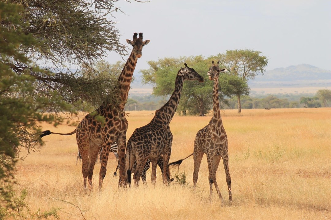 Tarangire National Park, Lake Manyara National Park, Arusha National Park, Mt. Meru