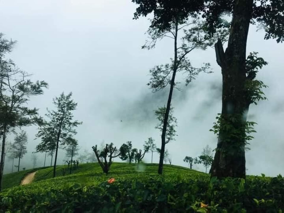 Pinnawala Elephant Orphanage, Royal Botanical Garden, upper lake viewpoint