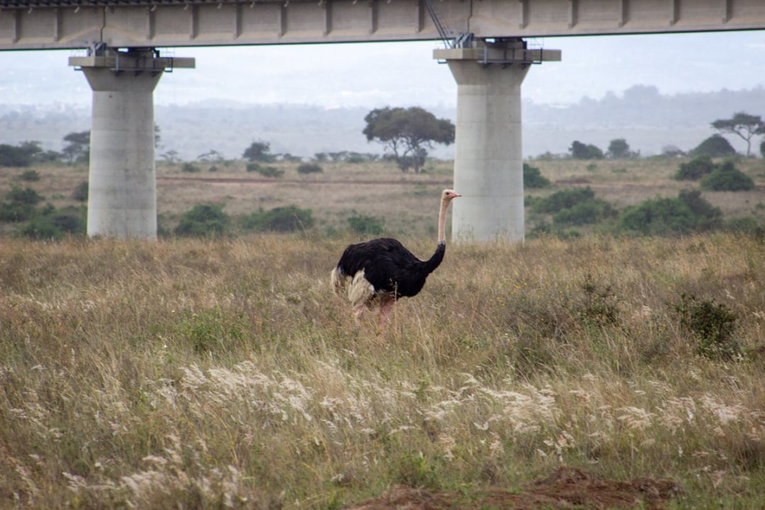 Nairobi National Park, Giraffe Centre, Carnivore restaurant