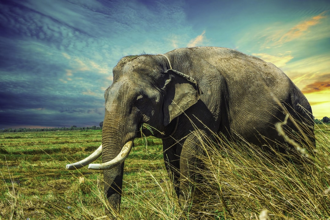 Nameri National Park, Eagle Nest Wildlife Sanctuary, Kaziranga National Park