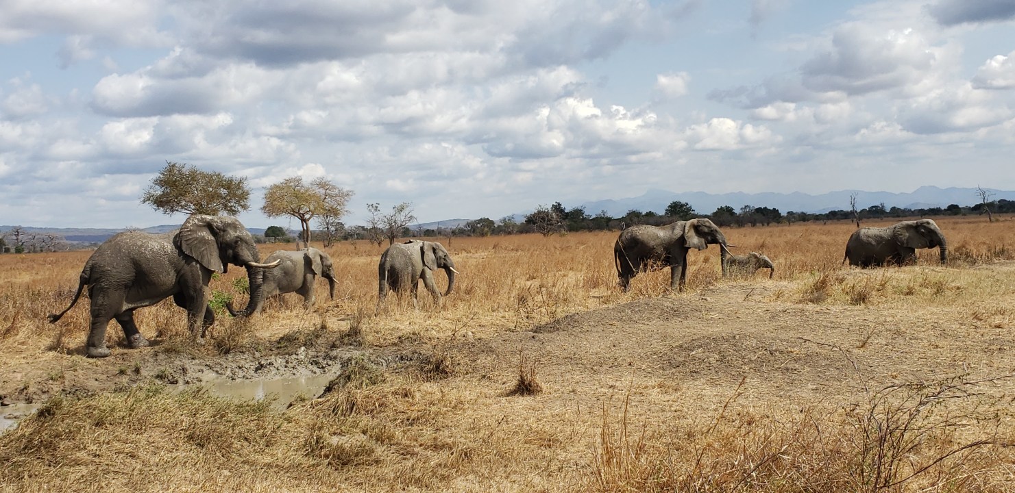Mikumi National Park, lions and elephants, giraffes and zebras, flight from Zanzibar