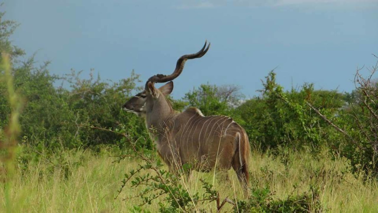 Masai Mara plains, Serengeti National Park savannah, Ngorongoro Crater highlands