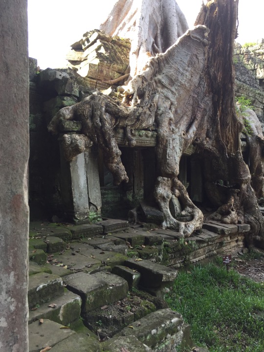 Angkor Wat temple complex, Bayon, Ta Prohm root-entwined ruins