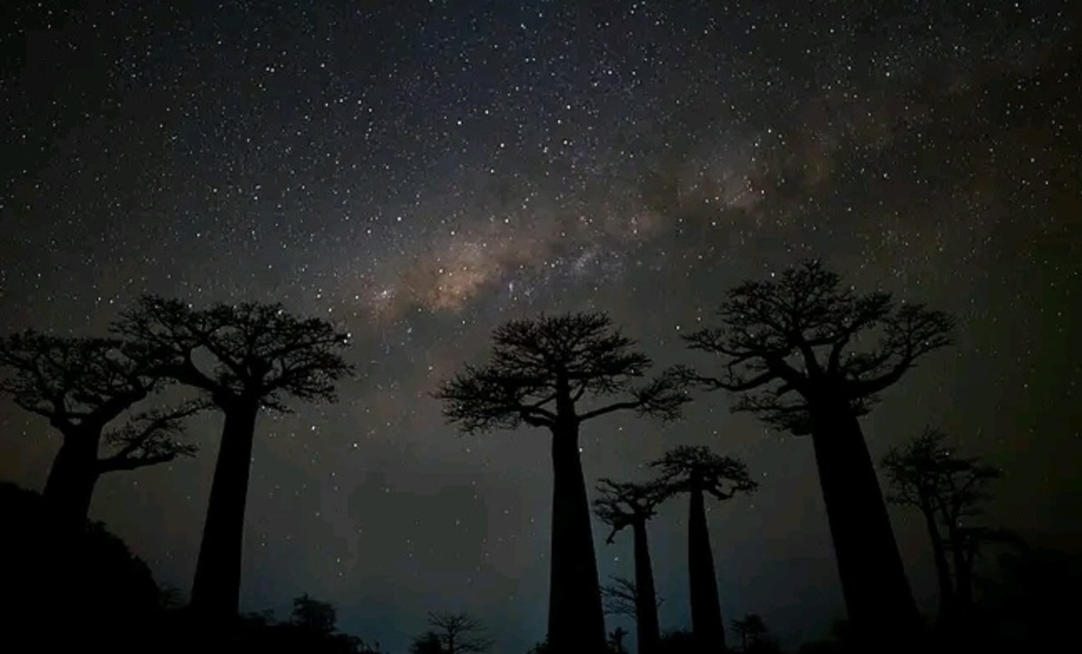 Avenue of the Baobabs, Milky Way, Baobab Alley's Restaurant
