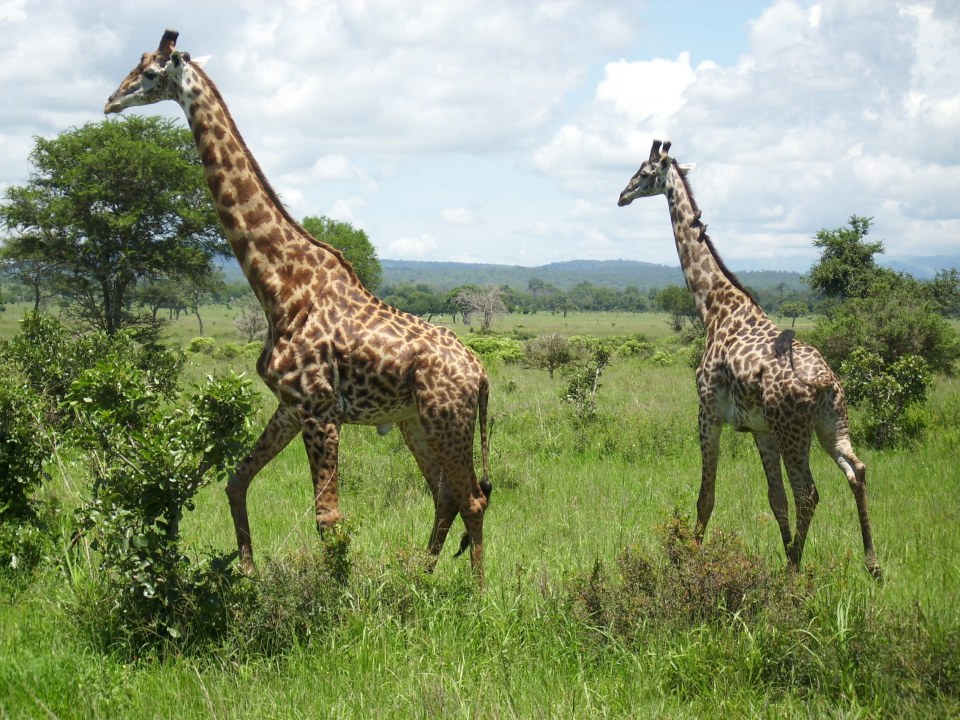 Murchison Falls National Park Nile launch, Ziwa Rhino Sanctuary rhino tracking, Kibale Forest National Park rainforest, Bwindi Impenetrable National Park gorilla tracking