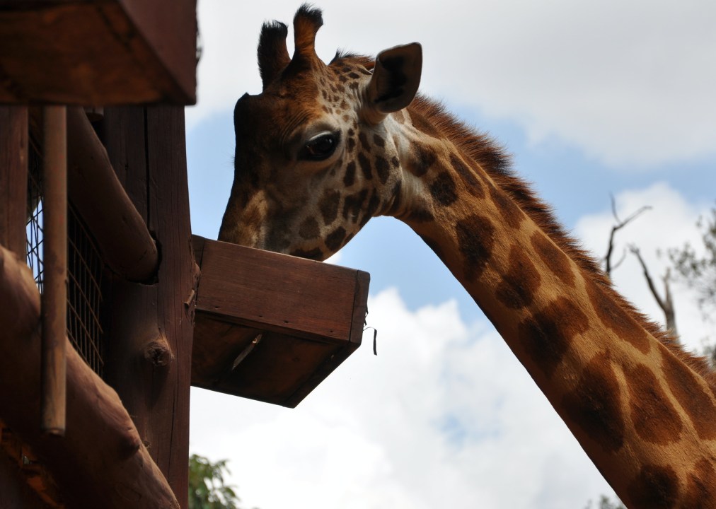 Nairobi Giraffe Centre, Karen Blixen Museum