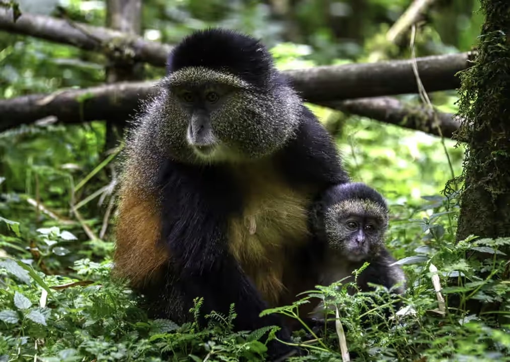 Kigali, Cyanika border, Bwindi Impenetrable Forest, Ichumbi Gorilla Lodge