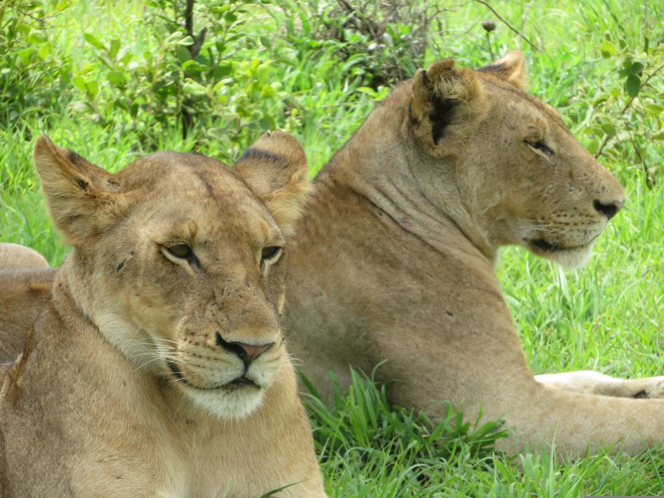 Kazinga Channel boat cruise, Enganzi Game Lodge, Queen Elizabeth National Park