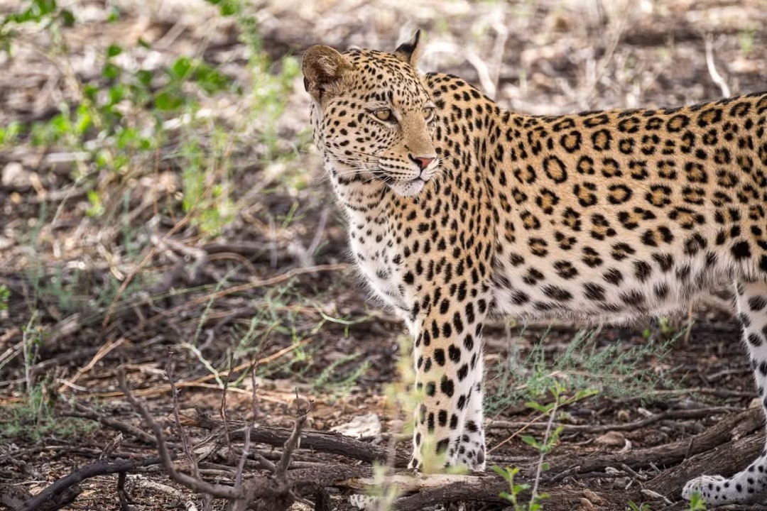miombo woodlands, Kafue National Park, Busanga Plains