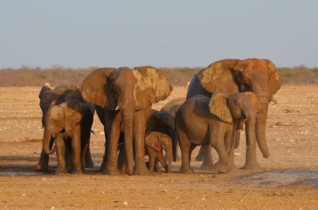 Sossusvlei dunes, Dead Vlei salt pans, Walvis Bay lagoons, Etosha National Park waterholes