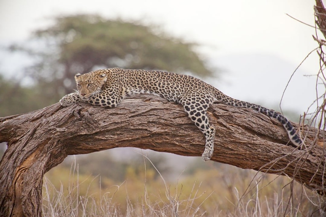 Lake Manyara National Park shorelines, Serengeti National Park savannah, Ngorongoro Crater rim