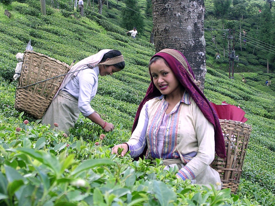 Tiger Hill sunrise, Darjeeling tea gardens, Rumtek Monastery