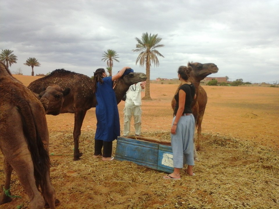 Hassan II Mosque, Fez Medina, Erg Chebbi dunes, Ksar of Aït Benhaddou