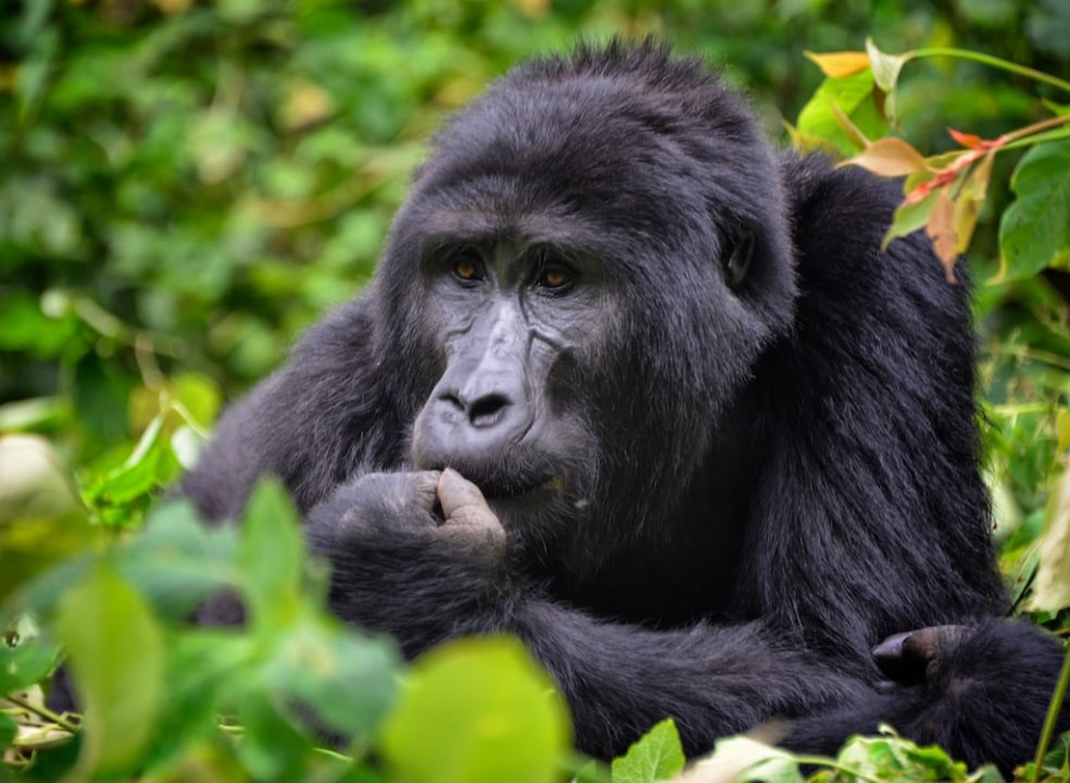 Bwindi Impenetrable National Park, equator stop, Queen Elizabeth National Park