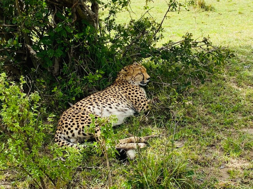 Great Rift Valley, Masai Mara savannah, Croton tree picnic
