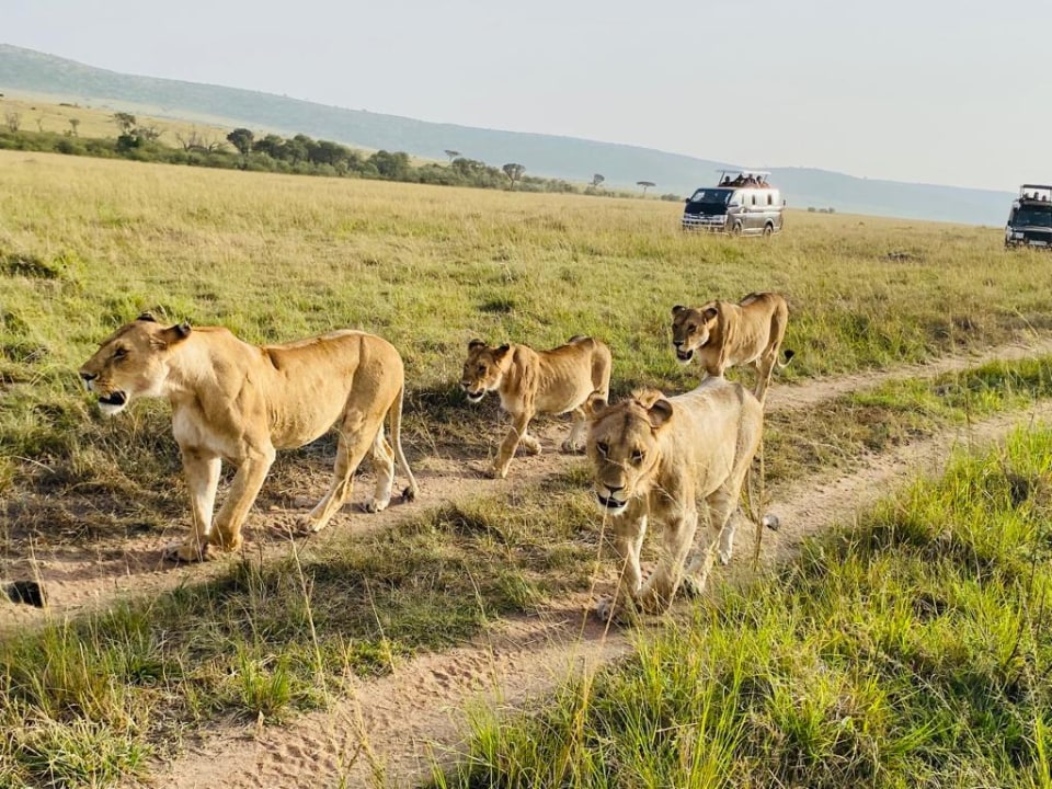 Great Rift Valley viewpoint, Masai Mara, African savanna, Croton tree picnic