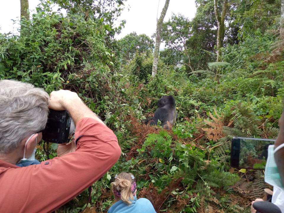 Kahuzi-Biega National Park, Tshivanga Station, narrow jungle paths