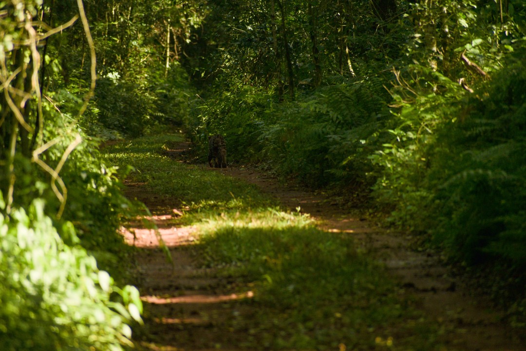 Poço Preto Trail, Estacional Semideciduous Forest, Iguaçu River