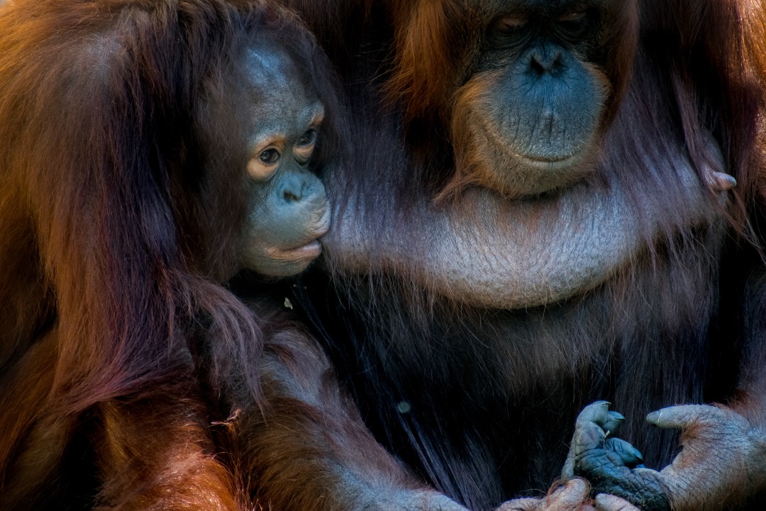 Borneo Waterfall, Wehea Protection Forest, Dayak villages