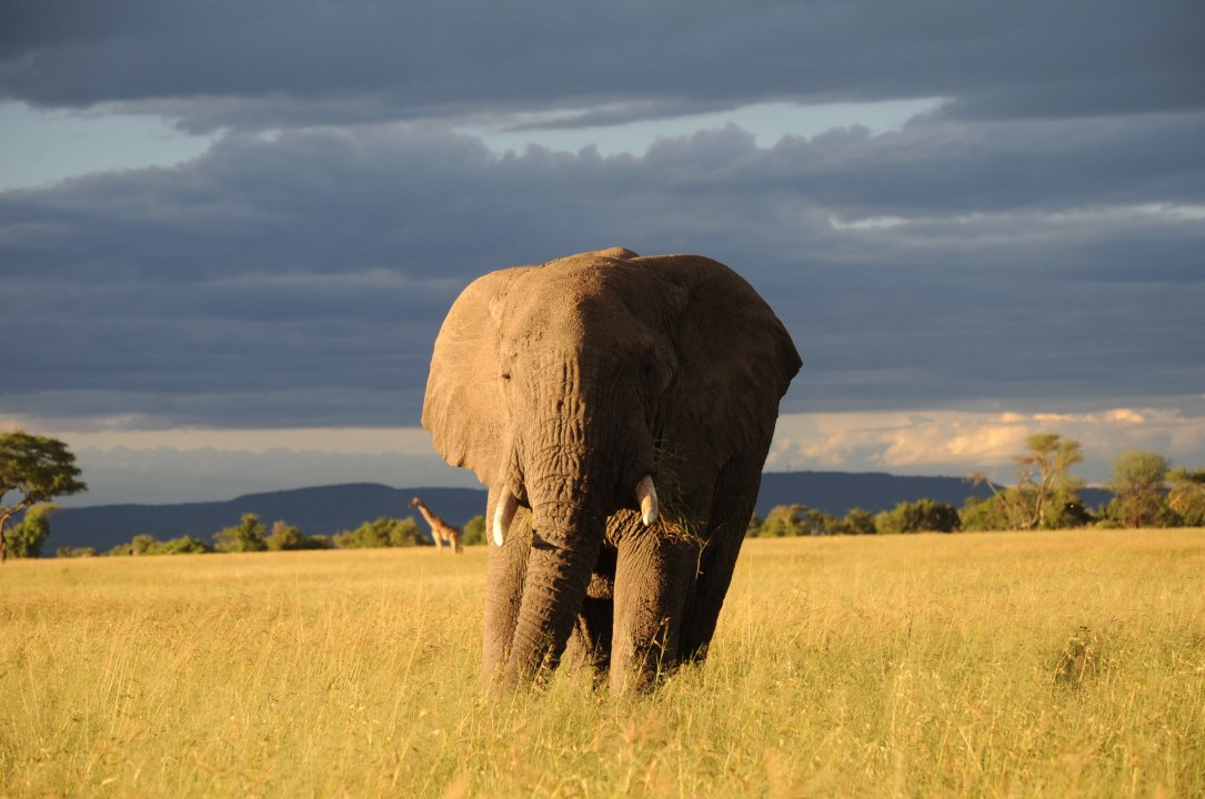 Lake Manyara National Park, Olduvai Gorge, Serengeti National Park, Ngorongoro Crater