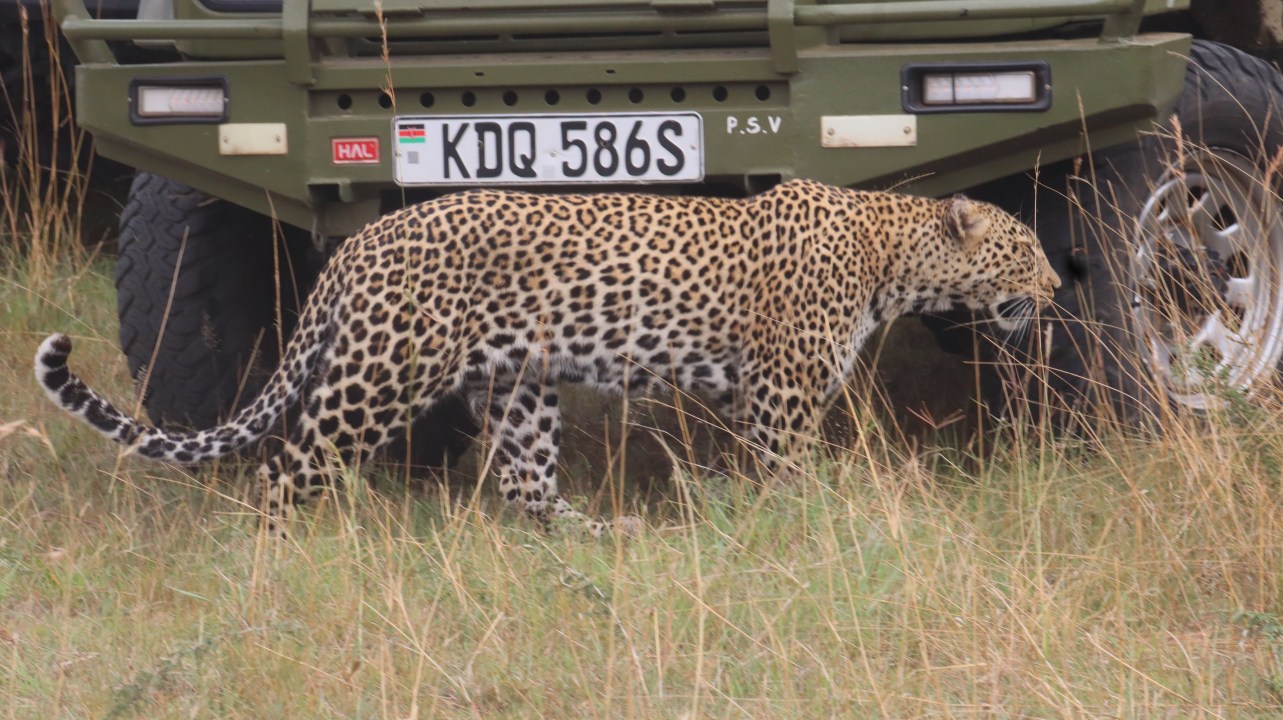 flamingo shores of Lake Nakuru National Park, Masai Mara plains, Great Rift Valley escarpment
